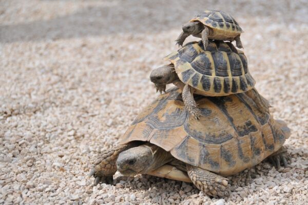 Statue de jardin 4 tortues empilées hauteur 100cm noir – Image 4