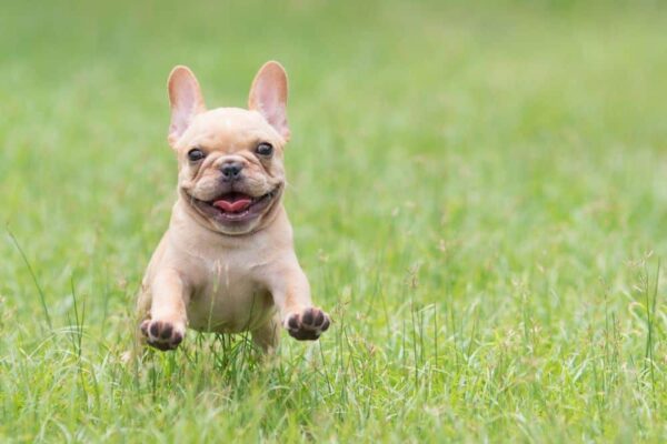 Statue de jardin petit bouledogue français 41cm – Image 4